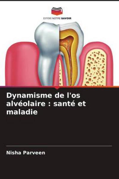 Dynamisme de l’os alvéolaire : santé et maladie