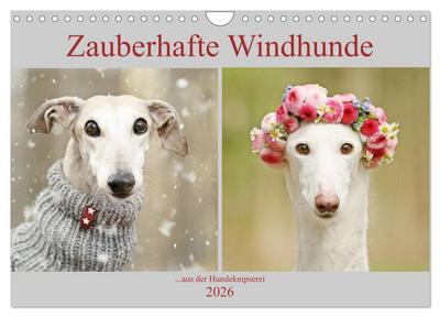 Zauberhafte Windhunde (Wandkalender 2026 DIN A4 quer), CALVENDO Monatskalender