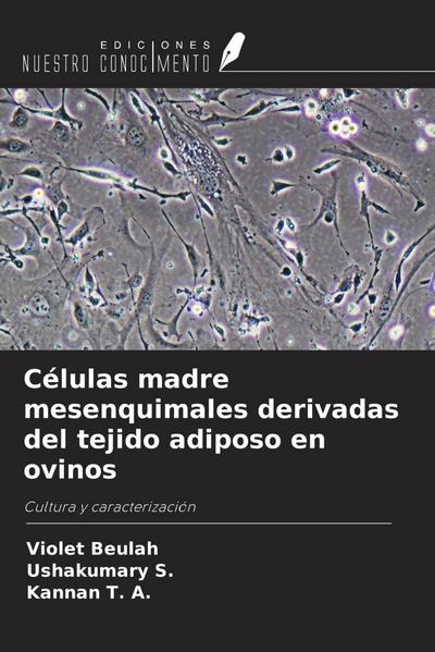 Células madre mesenquimales derivadas del tejido adiposo en ovinos