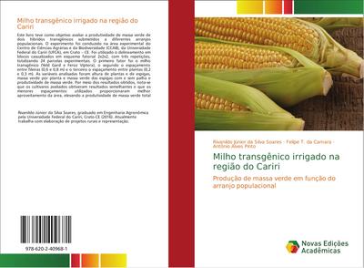 Milho transgênico irrigado na região do Cariri