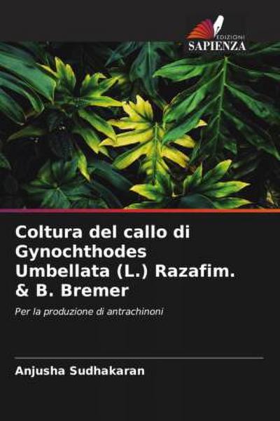 Coltura del callo di Gynochthodes Umbellata (L.) Razafim. & B. Bremer