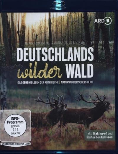 Deutschlands wilder Wald: Das geheime Leben der Rothirsche & Naturwunder Schorfheide