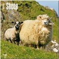 Sheep 2014 - Schafe