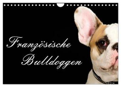 Französische Bulldoggen (Wandkalender 2026 DIN A4 quer), CALVENDO Monatskalender