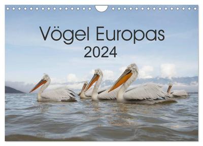 Vögel Europas 2024 (Wandkalender 2024 DIN A4 quer), CALVENDO Monatskalender