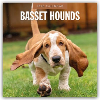 Basset Hounds - Basset Hound 2026 - 16-Monatskalender