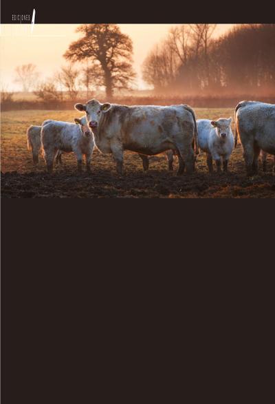 Potencial de Livestock Takaful en Pakistán: Un estudio empírico