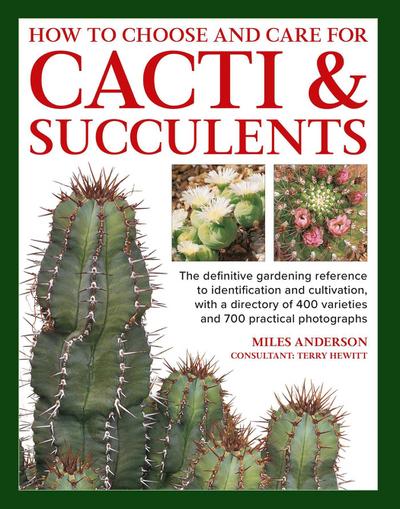 How to Choose and Care for Cacti & Succulents