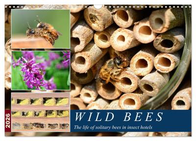 Wild bees - The life of solitary bees in insect hotels (Wall Calendar 2026 DIN A3 landscape), CALVENDO 12 Month Wall Calendar