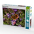 Admiral auf Asterblüte (Puzzle)