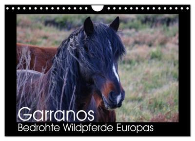 Garranos - Bedrohte Wildpferde Europas (Wandkalender 2026 DIN A4 quer), CALVENDO Monatskalender