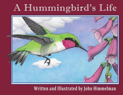 A Hummingbird’s Life