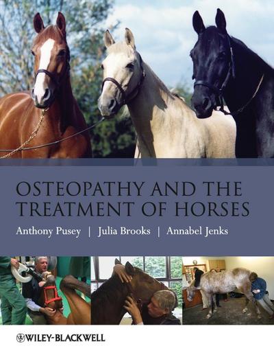 Osteopathy Treatment Horses