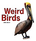 Weird Birds