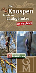 Die Knospen heimischer Laubgehölze im Vergleich