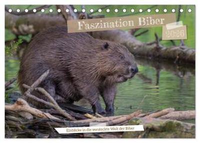 Faszination Biber (Tischkalender 2026 DIN A5 quer), CALVENDO Monatskalender