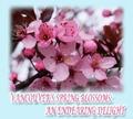 Vancouver’s Spring Blossoms