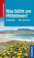 Was blüht am Mittelmeer?