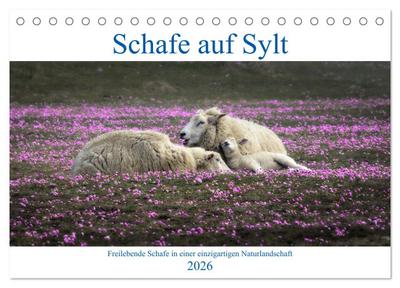 Schafe auf Sylt (Tischkalender 2026 DIN A5 quer), CALVENDO Monatskalender