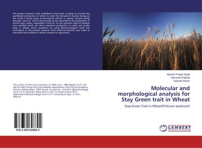 Molecular and morphological analysis for Stay Green trait in Wheat