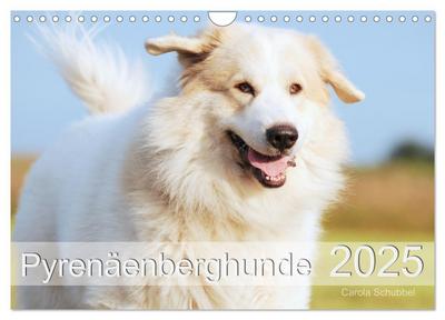 Pyrenäenberghunde (Wandkalender 2025 DIN A4 quer), CALVENDO Monatskalender