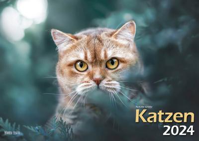 Katzen 2024 Bildkalender A3 quer - Natalie Große