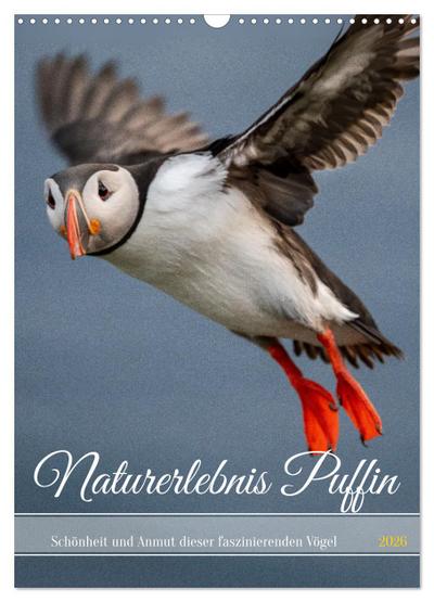 Naturerlebnis Puffin (Wandkalender 2026 DIN A3 hoch), CALVENDO Monatskalender