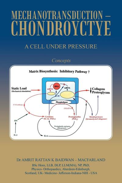 Mechanotransduction - Chondroyctye
