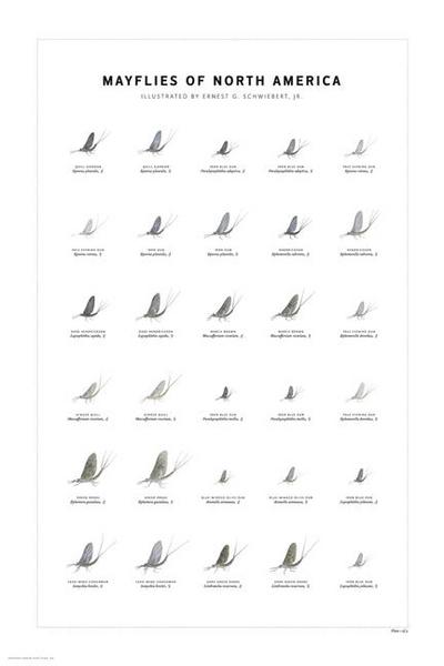 Mayflies of North America Print Set
