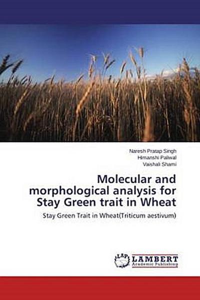 Molecular and morphological analysis for Stay Green trait in Wheat