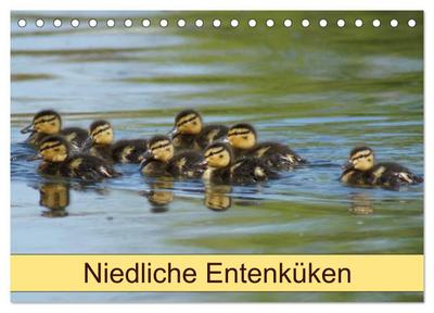 Niedliche Entenküken (Tischkalender 2026 DIN A5 quer), CALVENDO Monatskalender