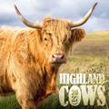 Highland Cows - Schottische Hochlandrinder 2027