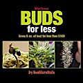 Marijuana Buds for Less