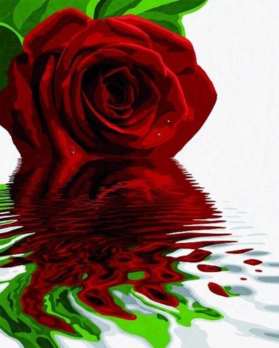 Schipper 609130521 - Malen nach Zahlen  Rote Rose - Bilder malen für Erwachsene, inklusive Pinsel und Acrylfarben, 40 x 50 cm