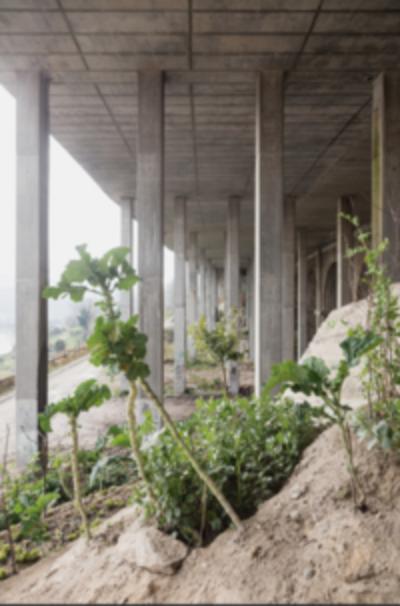 Notes from the Underdog/Anotações sobre o Abaixo de Cão