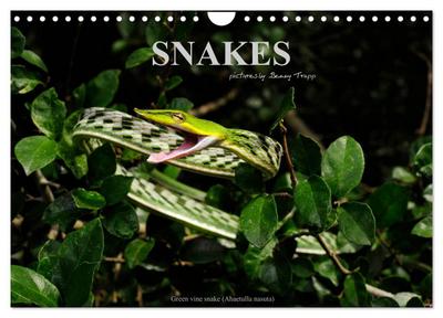 SNAKES / UK-Version (Wall Calendar 2026 DIN A4 landscape), CALVENDO 12 Month Wall Calendar