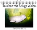 Tauchen mit Beluga Walen