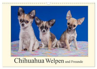 Chihuahua Welpen und Freunde (Wandkalender 2024 DIN A3 quer), CALVENDO Monatskalender