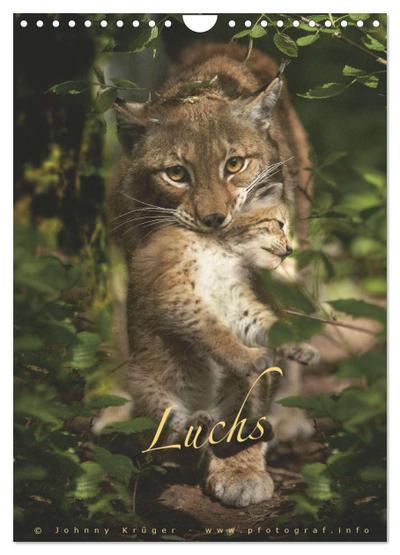 Luchs (Wandkalender 2024 DIN A4 hoch), CALVENDO Monatskalender