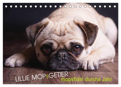 Lillie Mopsgetier - mopsfidel durchs Jahr (Tischkalender 2026 DIN A5 quer), CALVENDO Monatskalender