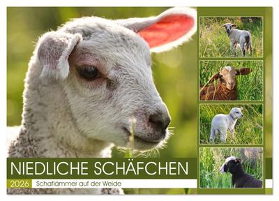 Niedliche Schäfchen (Wandkalender 2026 DIN A2 quer), CALVENDO Monatskalender