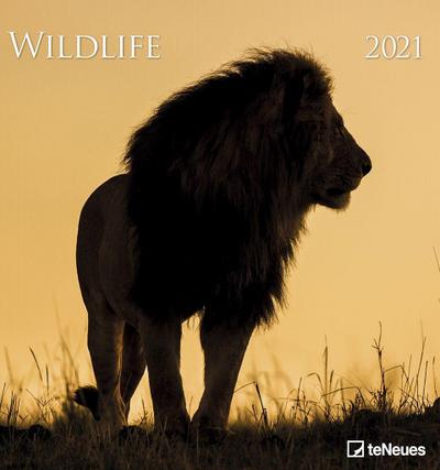 Wildlife 2021 - Foto-Kalender