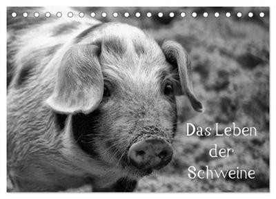 Das Leben der Schweine (Tischkalender 2024 DIN A5 quer), CALVENDO Monatskalender