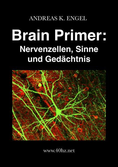 Brain Primer: Nervenzellen, Sinne und Gedächtnis