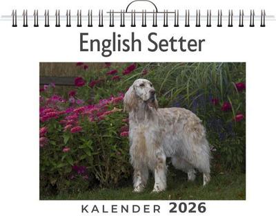 English Setter