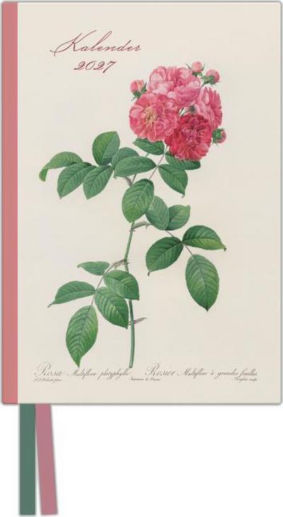 Redoutes Rosen 2027