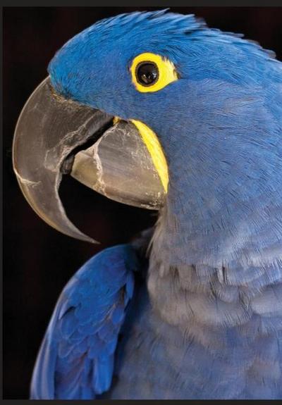 K&#257;lar&#257;tri or Black Night Trilogy