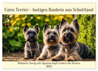 Cairn Terrier - lustiges Raubein aus Schottland (Wandkalender 2025 DIN A2 quer), CALVENDO Monatskalender