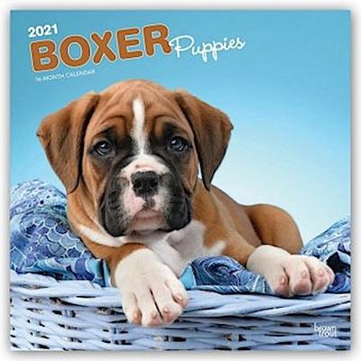 Boxer Puppies - Boxer Welpen 2021 - 16-Monatskalender mit freier DogDays-App
