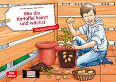 Wie die Kartoffel keimt und wächst
